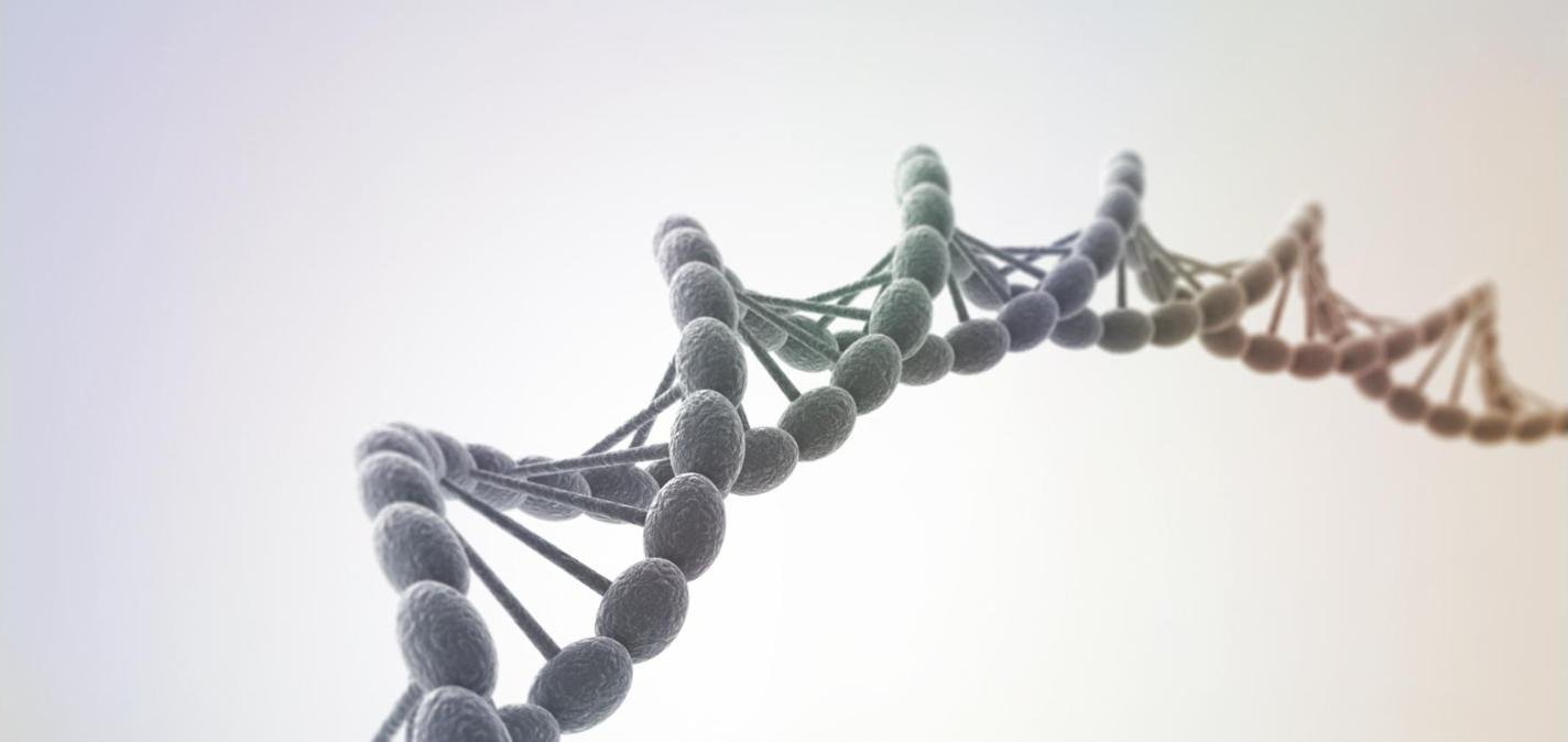 กลไกของความชรา – 3 : การทำลายและซ่อมแซม DNA