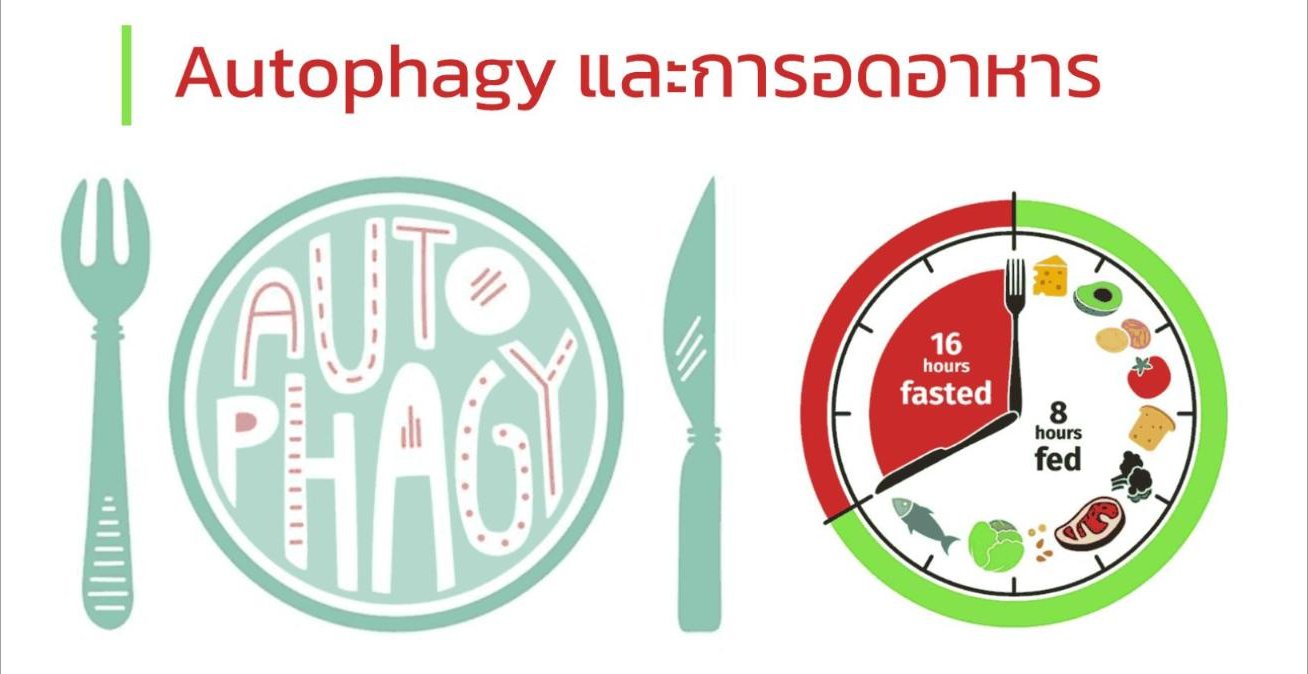 Autophagy และการอดอาหาร
