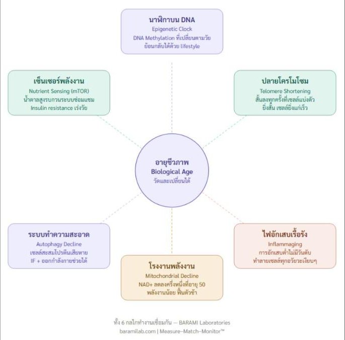 ร่างกายแก่เร็วเพราะอะไร? — เปิดกลไก 6 ระบบที่กำหนดอายุชีวภาพของคุณ
