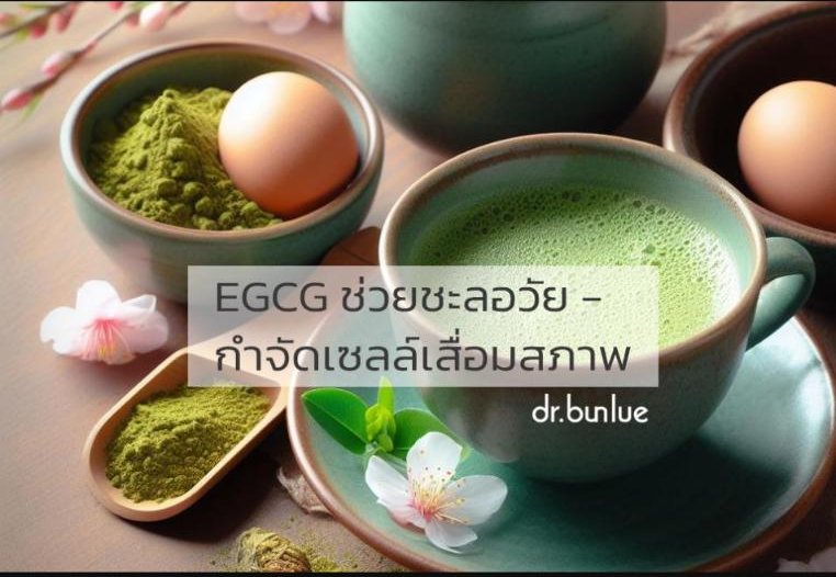 EGCG ช่วยชะลอวัย และกำจัดเซลล์เสื่อมสภาพ