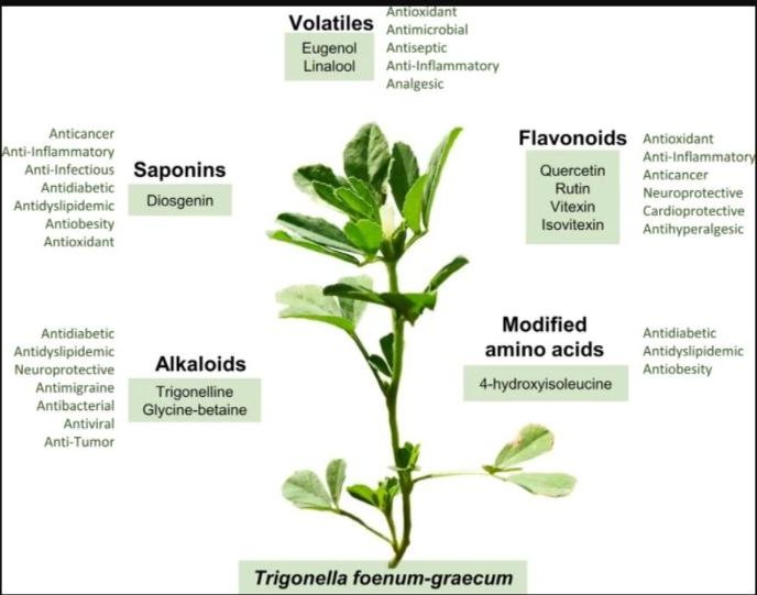 Fenugreek (ลูกซัด) ประโยชน์และสรรพคุณทางการแพทย์