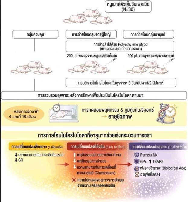 การปลูกถ่ายจุลินทรีย์ในลำไส้ (Microbiome) จาก "หนูแก่" ไปยัง "หนูตัวเต็มวัย" เร่งความชราและทำให้อายุขัยสั้นลง