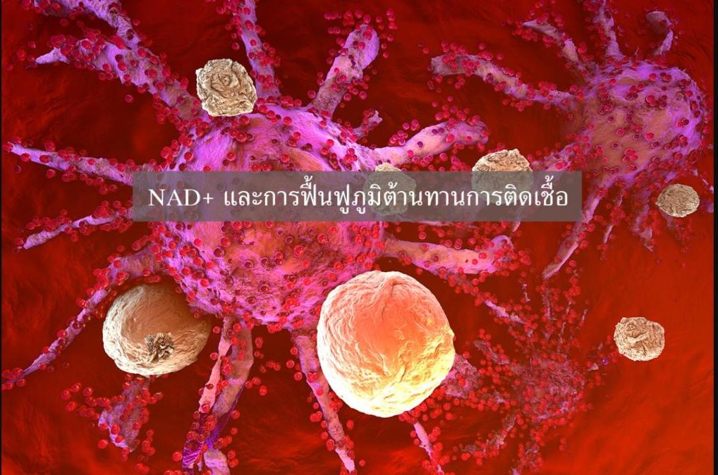 NAD+ ช่วยฟื้นฟูการทำงานของเซลล์ที่สร้างภูมิต้านทานต่อต้านการติดเชื้อ