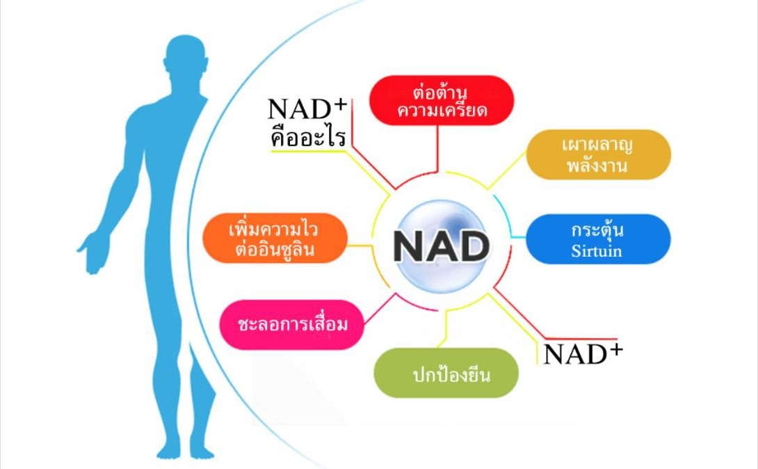 NAD Plus หรือ NAD+ (เอ็นเอดี พลัส) คืออะไร