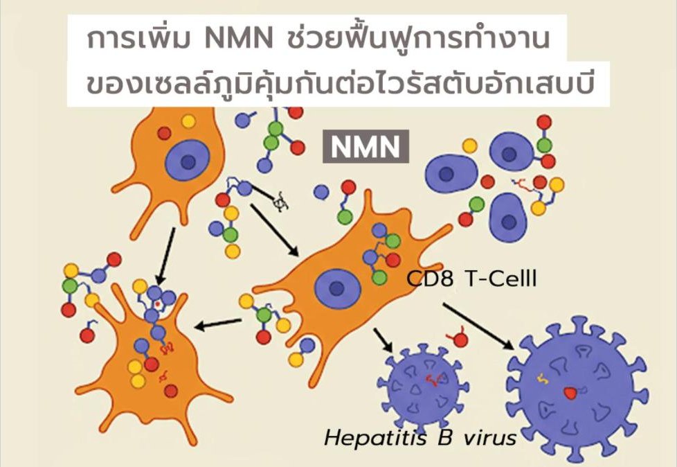 การเพิ่ม NMN ช่วยฟื้นฟูการทำงานของเซลล์ภูมิคุ้มกันต่อไวรัสตับอักเสบบี