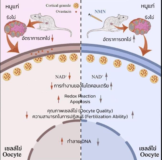 ผลของ NMN ต่อการเจริญพันธุ์ในหญิงสูงวัยที่มีบุตรยาก