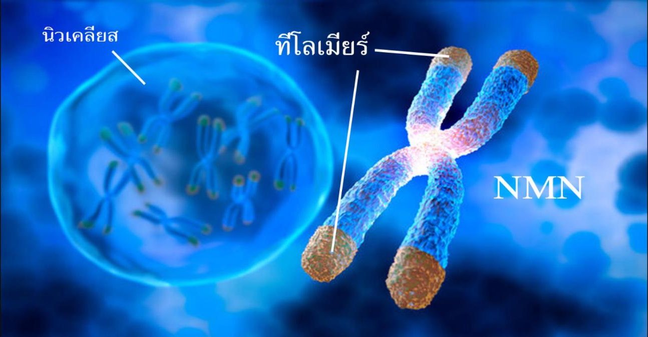 การกิน NMN ทำให้ทีโลเมียร์ยืดยาวขึ้น