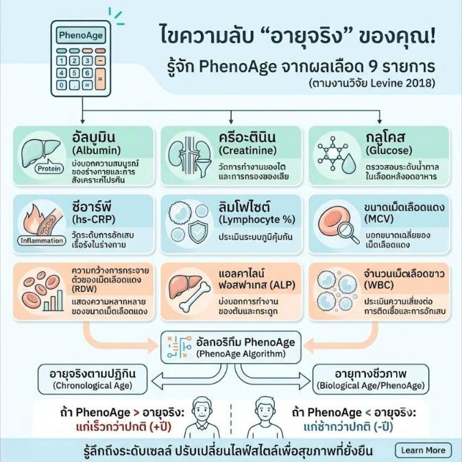 ผลเลือด 9 รายการที่จะบอก PhenoAge ที่คุณควรจะรู้