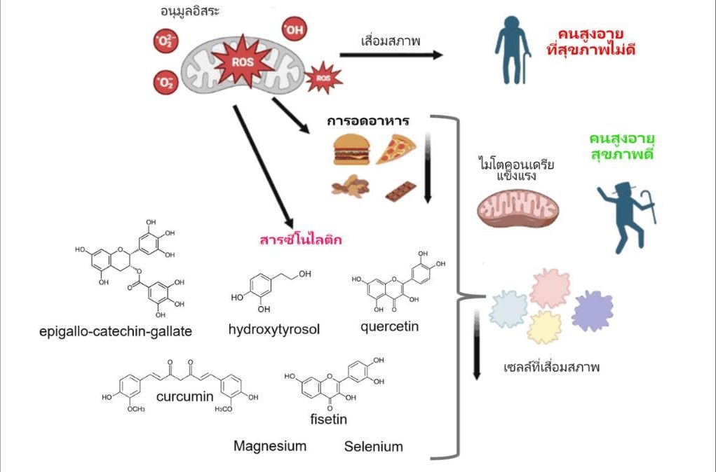 อยากแก่ช้า ต้องรู้จักสาร Senolytic! (ตอนที่ 1)