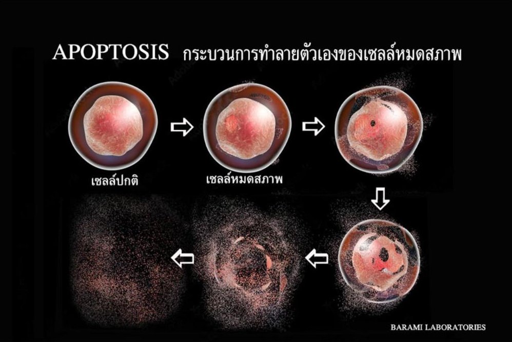บทบาทสำคัญของ Senolytic ต่อการชะลอวัย
