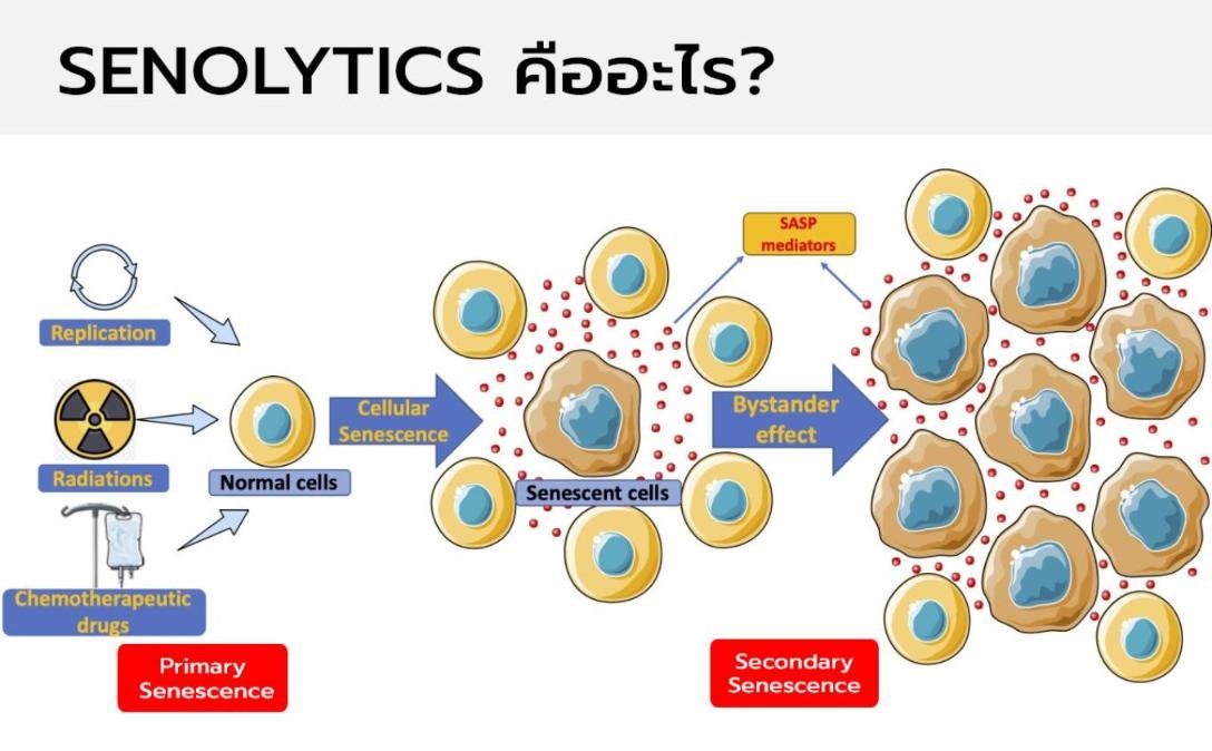 SENOLYTICS คืออะไร?