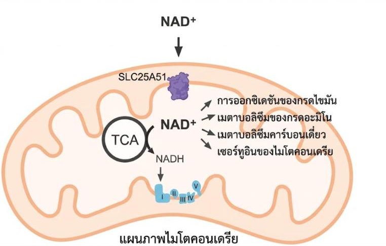 คุมอาหารแทบตาย แต่ทำไมอายุ 50+ แล้วยังอ้วนง่าย? เผยความลับระดับเซลล์ "ประตูส่ง NAD+" ที่ขาดหายเมื่อเราแก่ตัว