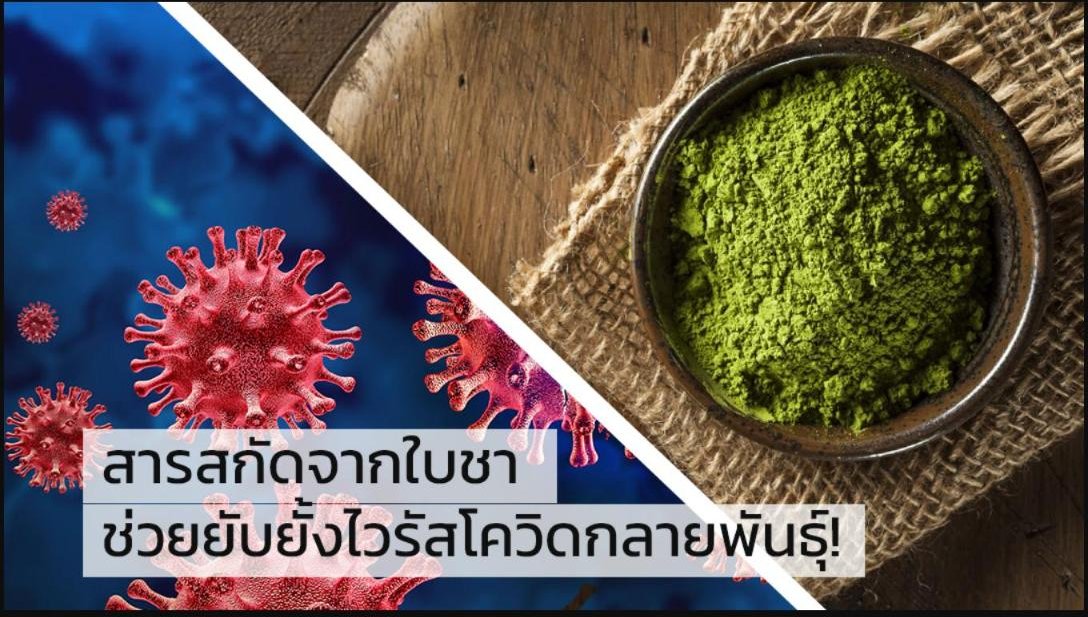 งานวิจัยล่าสุด พบว่า สารสกัดจากใบชา ช่วยยับยั้งไวรัสโควิดกลายพันธุ์!