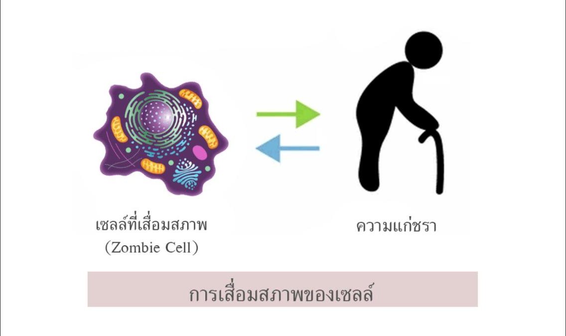 ทำไมเราถึงแก่ชรา? (ตอนที่ 2/12) ... การเสื่อมสภาพของเซลล์