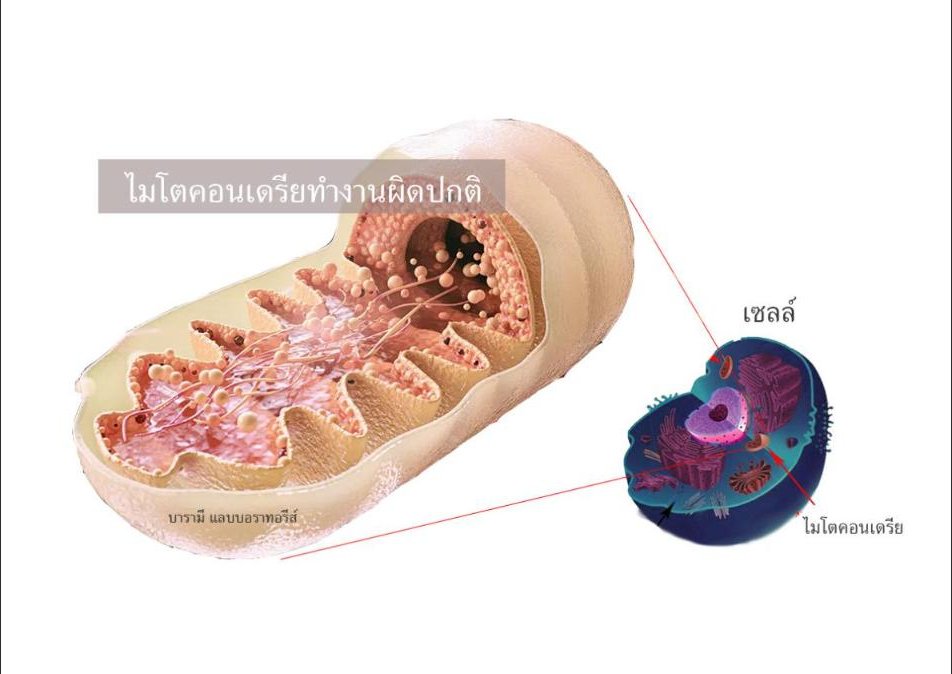 ทำไมเราถึงแก่ชรา? ... ไมโตคอนเดรียทำงานผิดปกติ