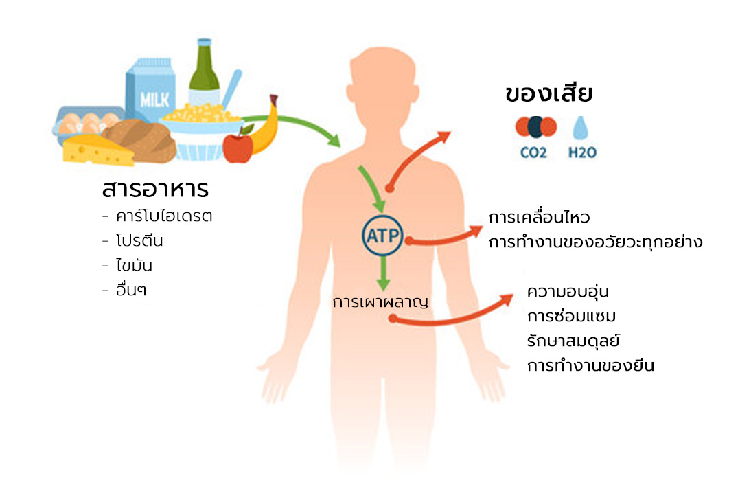 สารอาหารเมื่อเข้าสู่ร่างกาย จะนำไปใช้สร้าง ATP