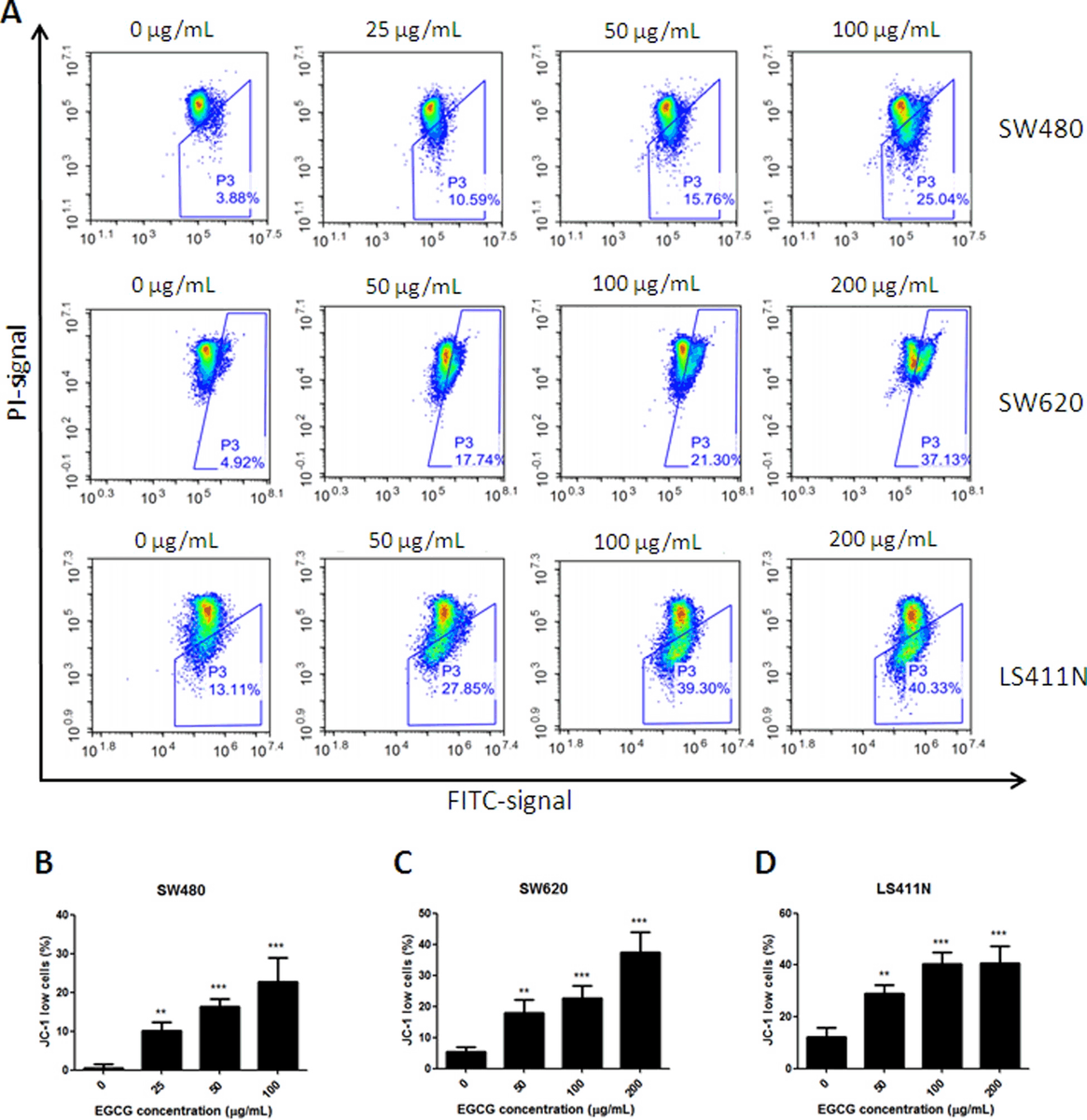 EGCG ยับยั้งมะเร็งลำไส้ใหญ่ - ขัดขวางไมโตคอนเดรีย